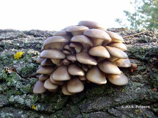 Съедобные грибы Воронежской области